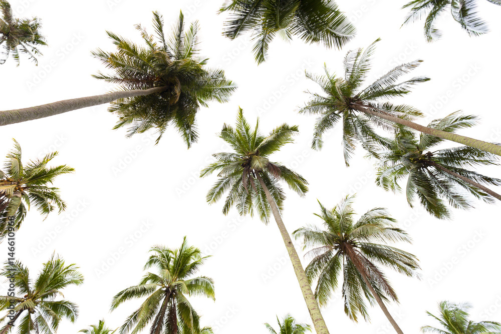 椰子树被隔离在白色背景上。