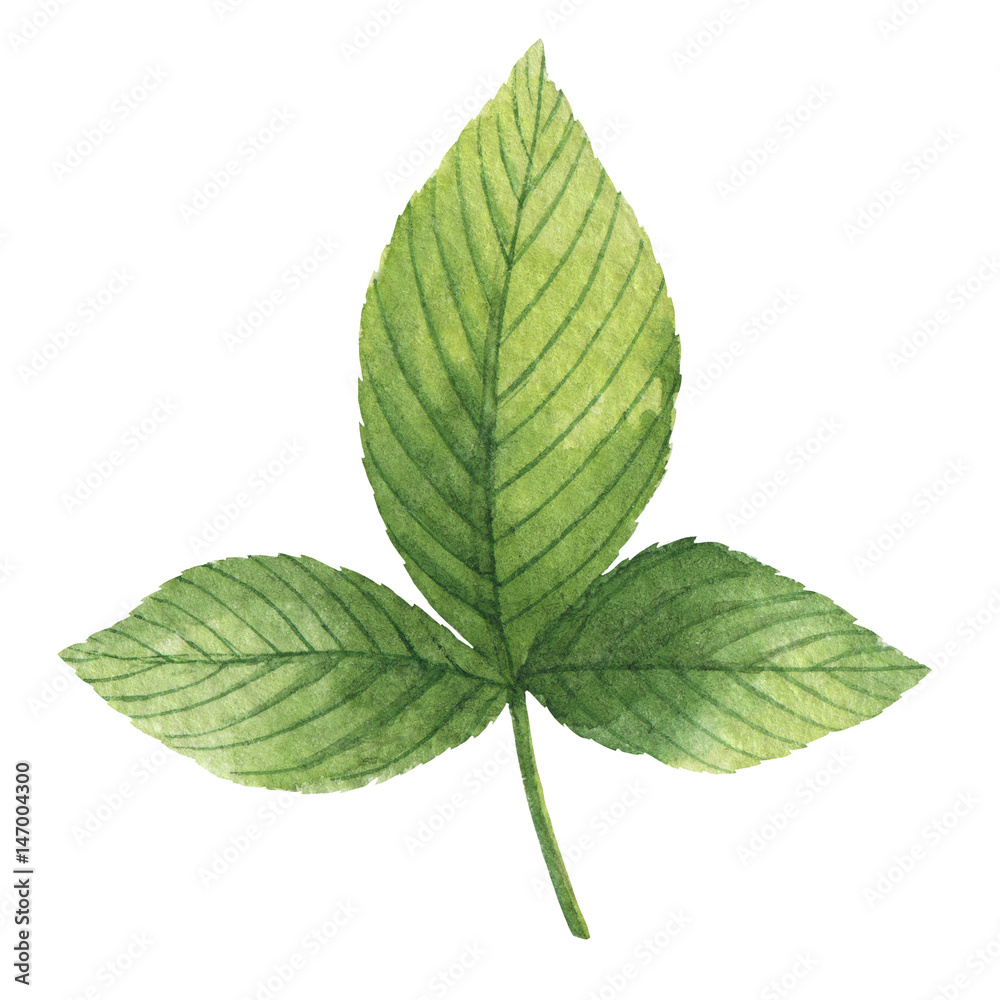 绿叶覆盆子的手绘水彩植物插图。