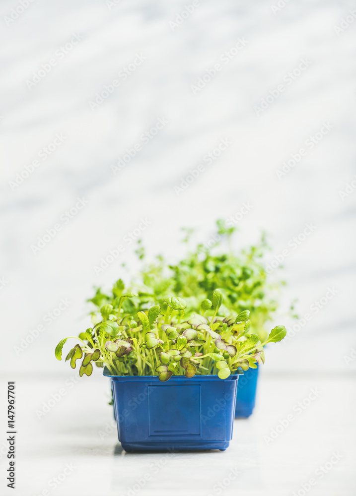 新鲜的春天绿色活萝卜在白色大理石背景下的塑料盆中发芽，有益健康