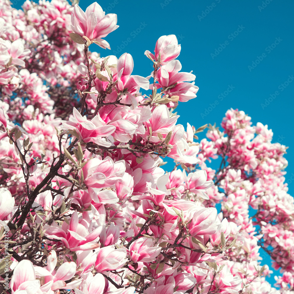 蓝天背景下盛开的木兰花