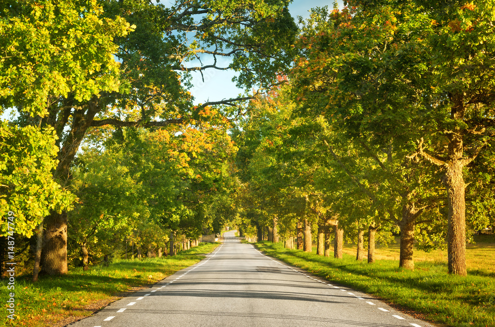 秋天路边绿树成荫的柏油路
