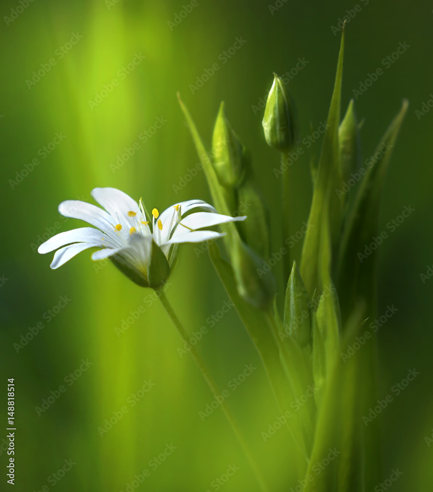 令人惊讶的美丽柔和优雅的白色春天小花，绿色背景上有花蕾