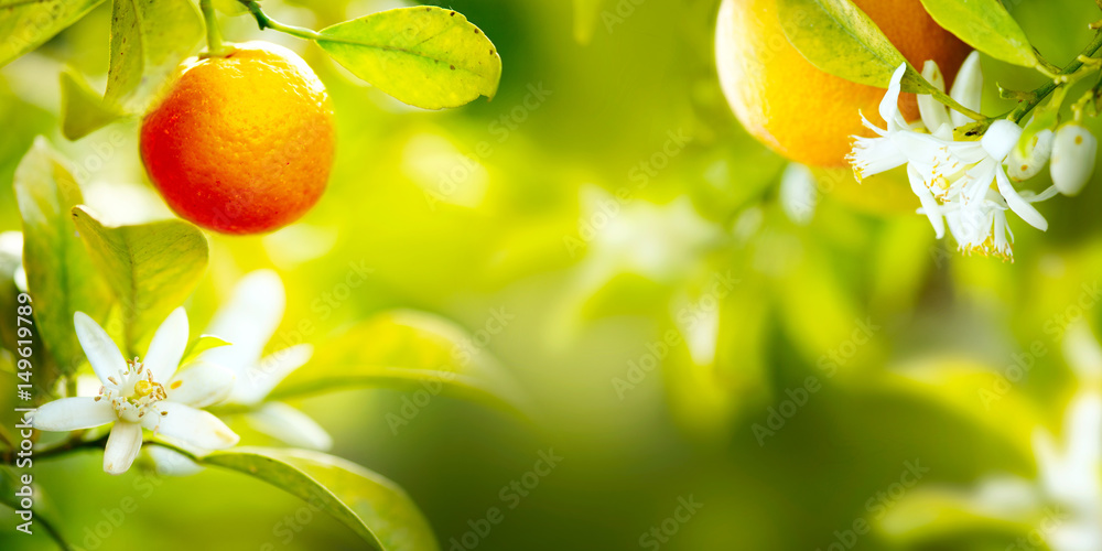 成熟的橙子或橘子挂在树上。阳光充足的果园里生长着健康多汁的有机水果