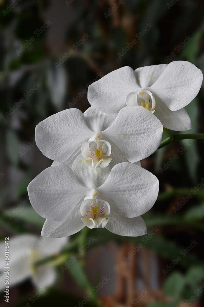 兰花的花朵——背景模糊的白色蝴蝶。
