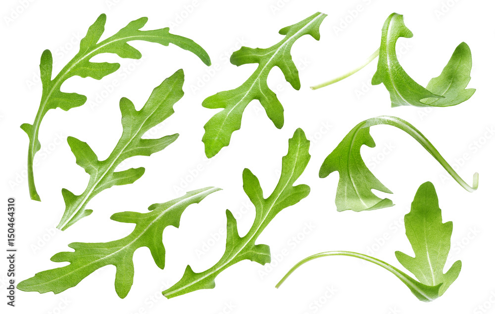 在白色背景上分离的芸香叶，单一的绿色芝麻菜叶集合