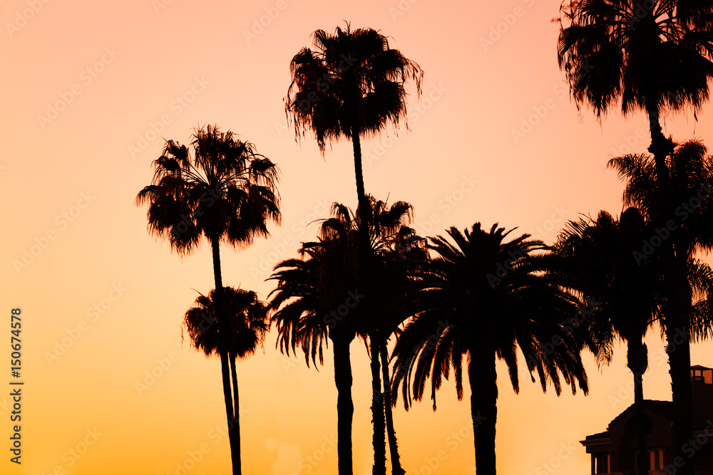 日落时海滩上棕榈树的剪影