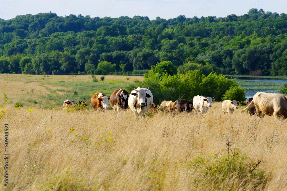 奶牛在田野上吃草