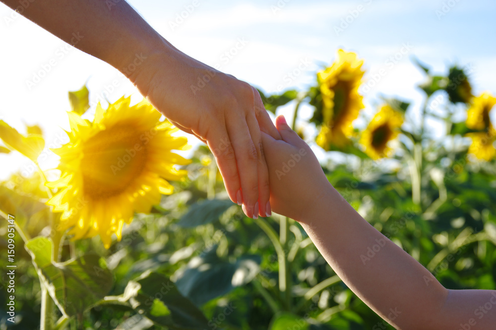 Hands on the field of sunflowers