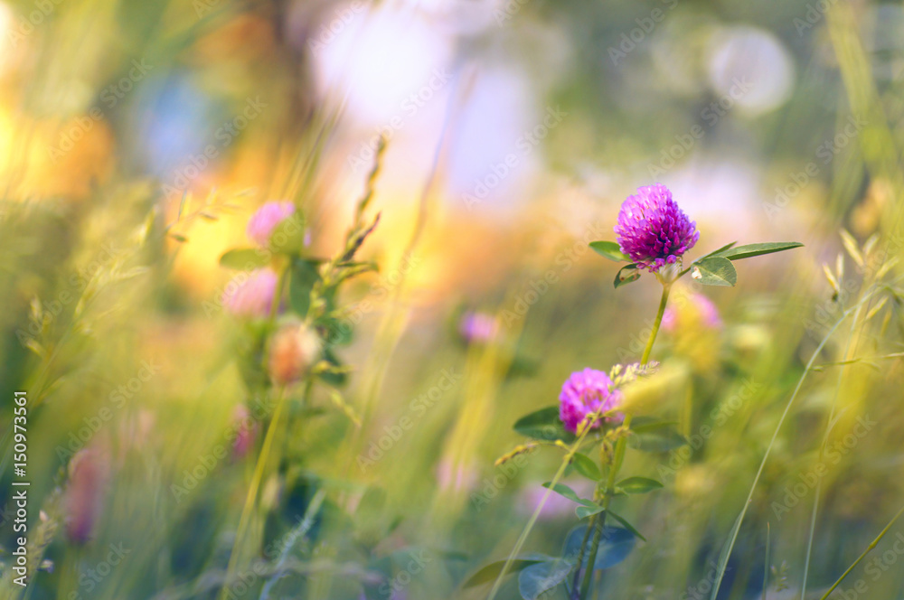 大自然草地上的三叶草野花，在夏天的阳光下，在春天的阳光下