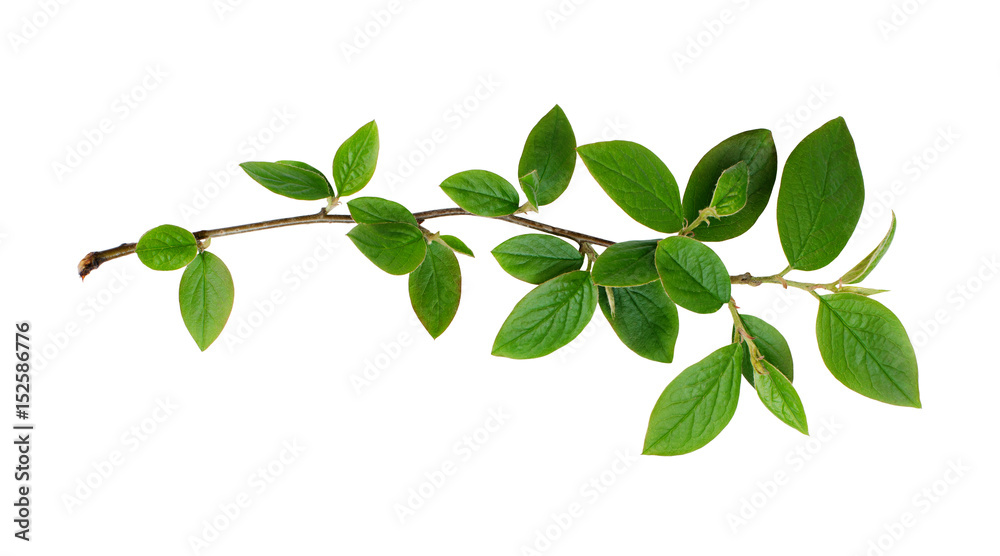Fresh green leaves branch