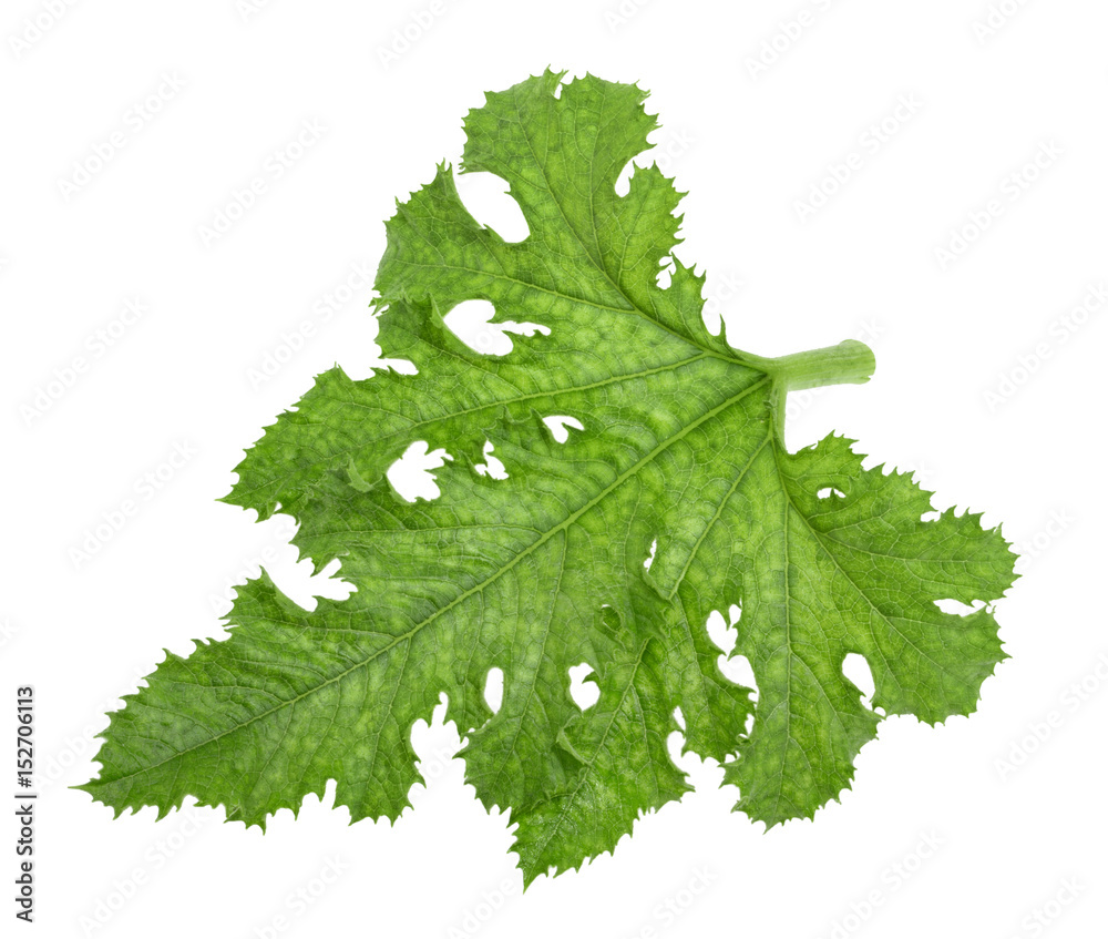 zucchini leaf isolated without shadow