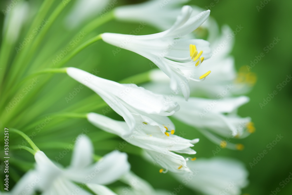 白色龙舌兰花的特写作为背景。