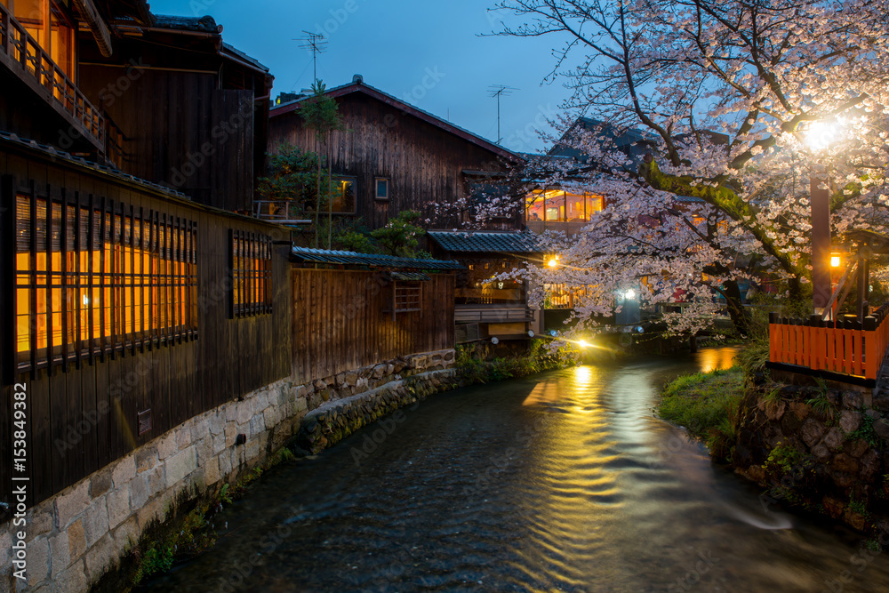 日本京都，春天在Gion区的白川河。樱花盛开的季节
