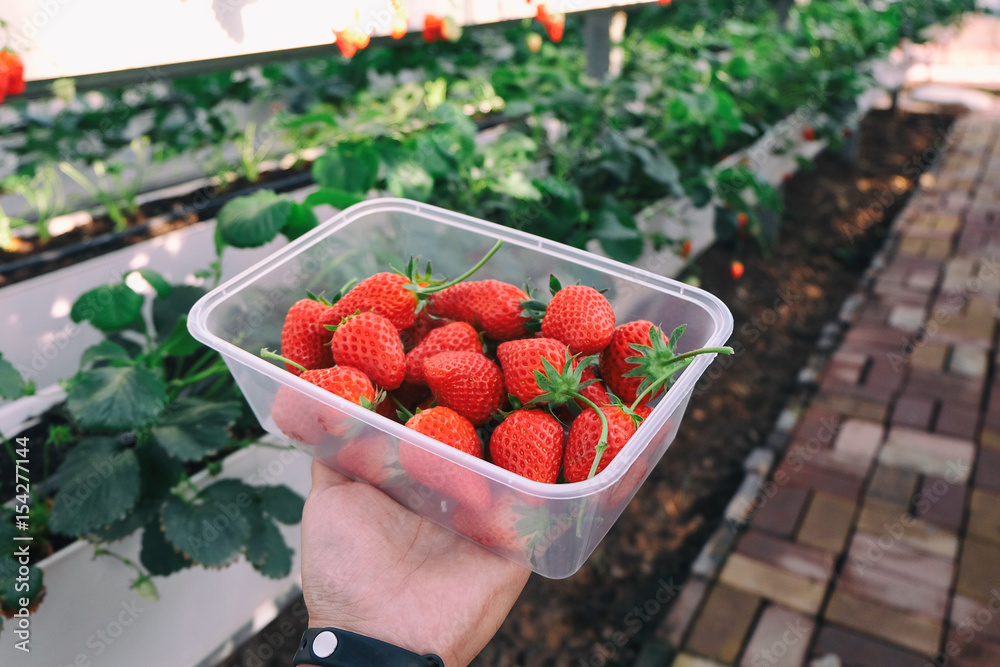 Picking strawberry