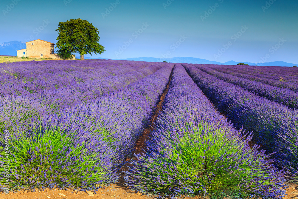 普罗旺斯地区，法国，法国，欧洲，五颜六色的紫色薰衣草田