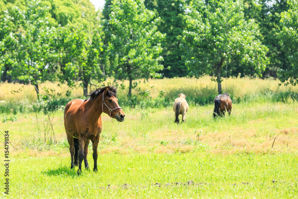 绿草上的马，乡村夏日景观