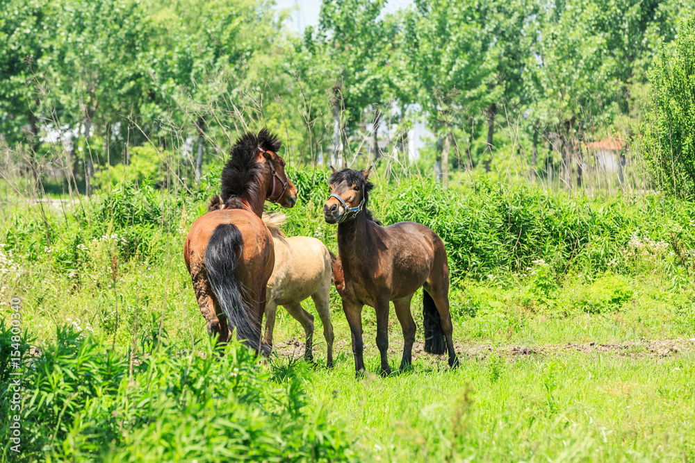 绿草上的马，乡村夏日风景