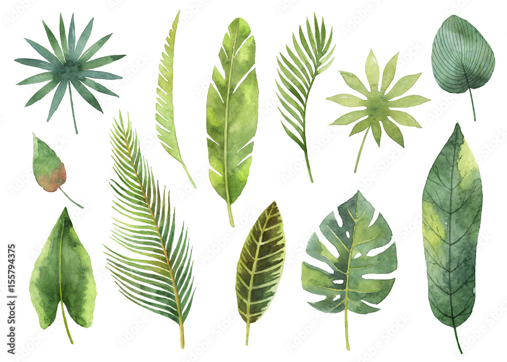 Watercolor set tropical leaves and branches isolated on white background.
