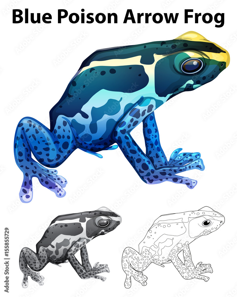 蓝色毒箭蛙涂鸦动物