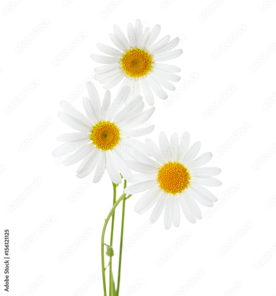Three flowers of Chamomiles  ( Ox-Eye Daisy ) isolated on a white background
