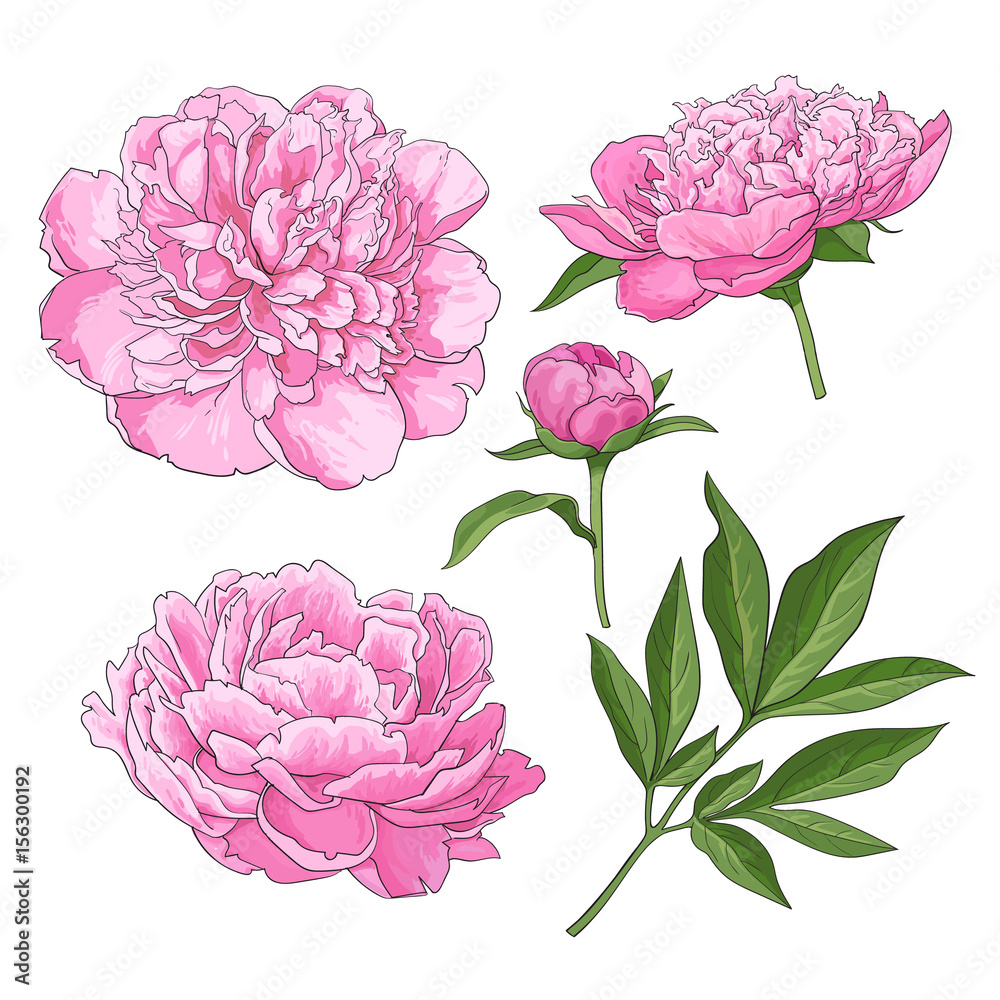 Set of peony flowers, bud, leaves, hand drawn sketch style vector illustration on white background. 