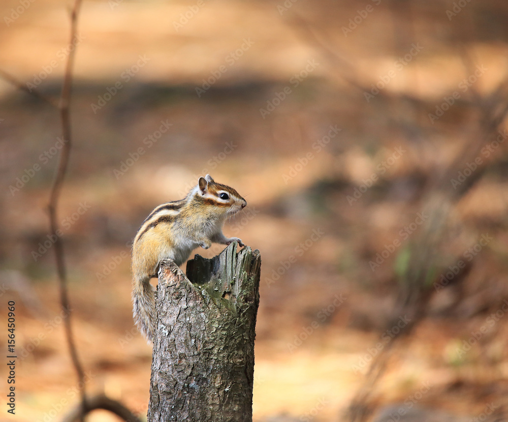 花栗鼠坐在树桩上，抬起爪子。