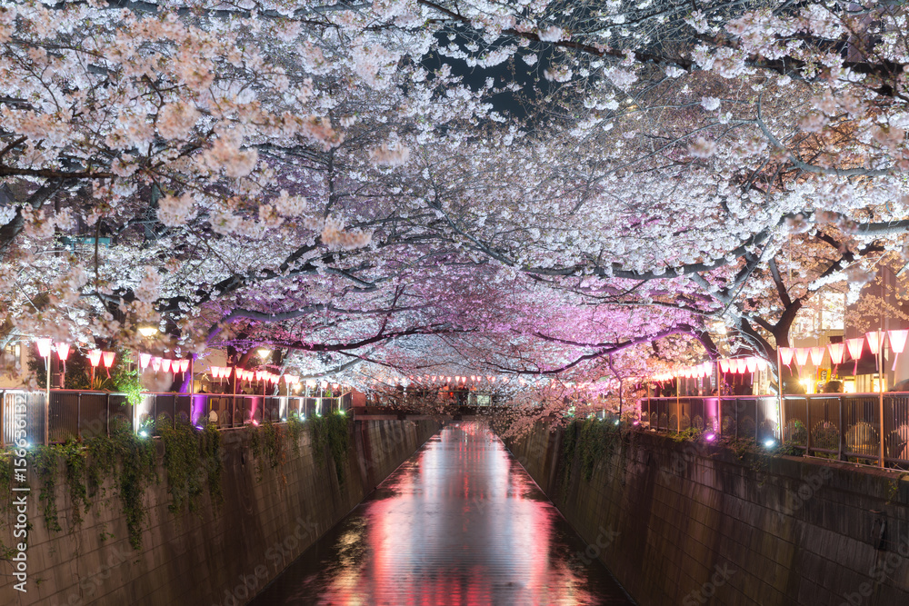日本东京，樱花在梅古罗运河的夜晚。日本东京，四月的春天。