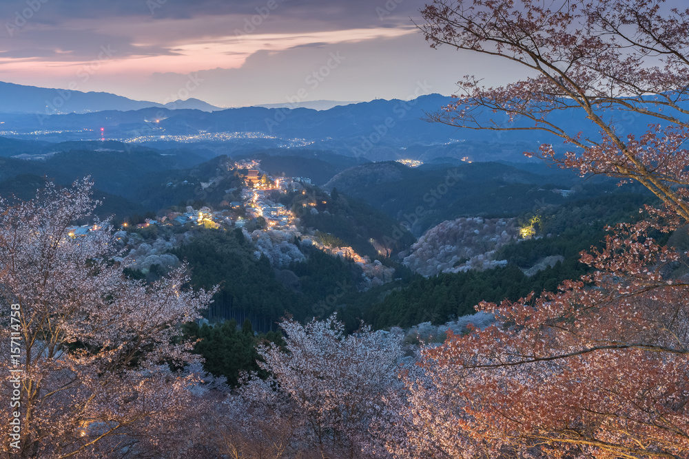 Yoshinoyama sakura cherry blossom with light up. Mount Yoshino  in Nara Prefecture, Japans most fam