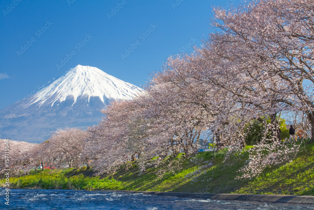 美丽的富士山和樱花在日本春天的季节