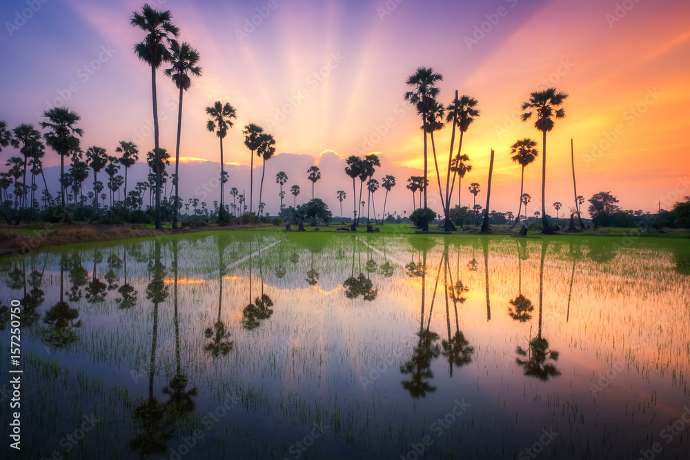泰国日落时分的糖棕榈树