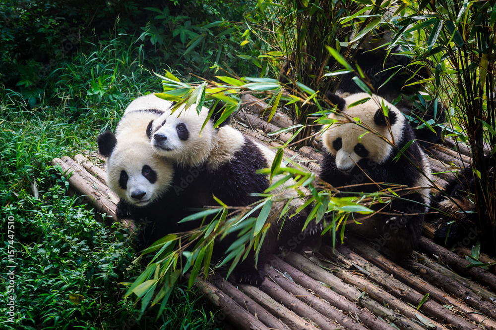 熊猫在中国成都研究基地享用竹子早餐