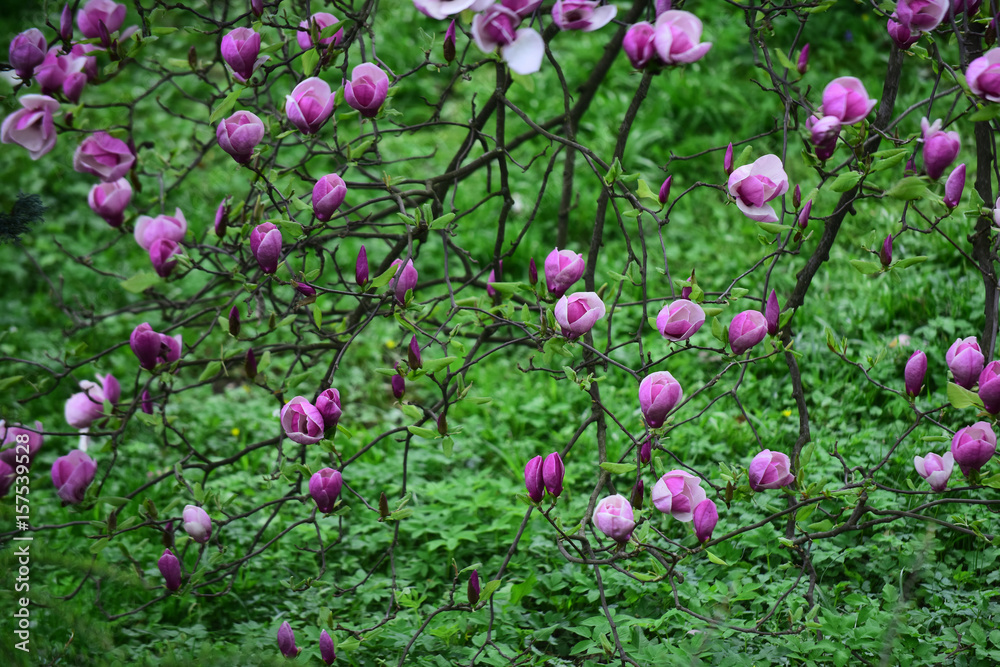木兰花在树上开花，春天