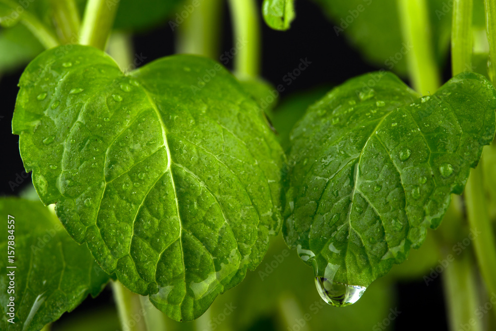 Macro view of fresh mint leaves