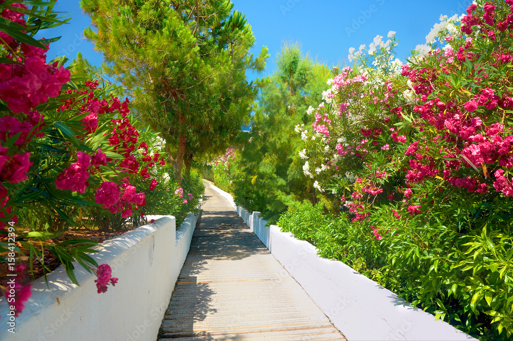 美丽的古典希腊酒店通往海滩的道路，供游客在红白玫瑰中欣赏