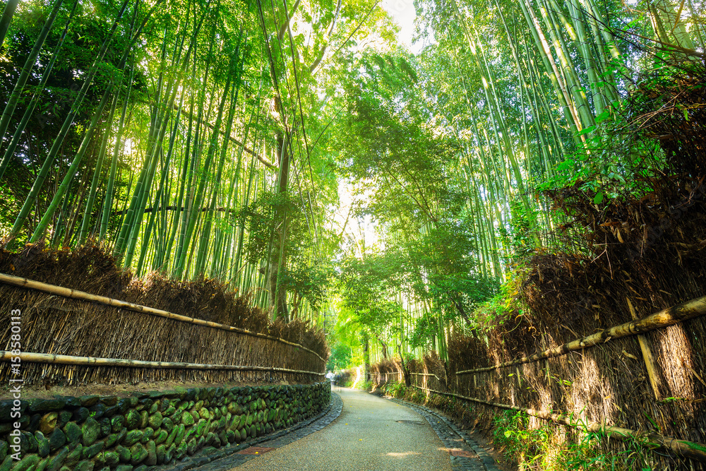 日本京都附近荒山的竹林