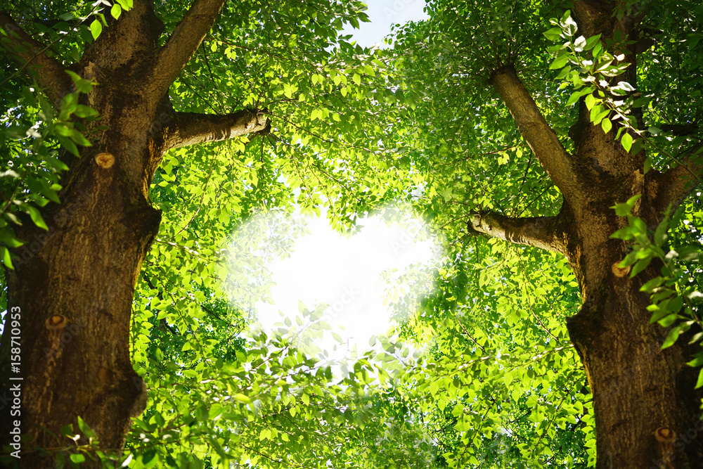 白杨树叶中的一颗心的轮廓。两个美丽的绿色纹理树干