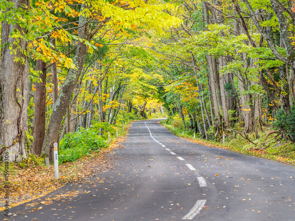 Road and autumn color forest
