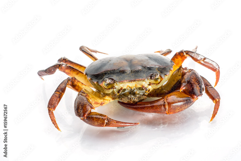 close up Freshwater crabs on White background. Ricefield crab in Thailand.