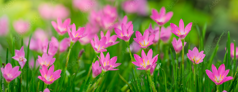beautiful pink Zephyranthes Lily flower, Rain Lily , Fairy Lily