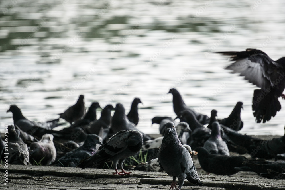 High contrast and blurry background. Group of pigeon in the park.