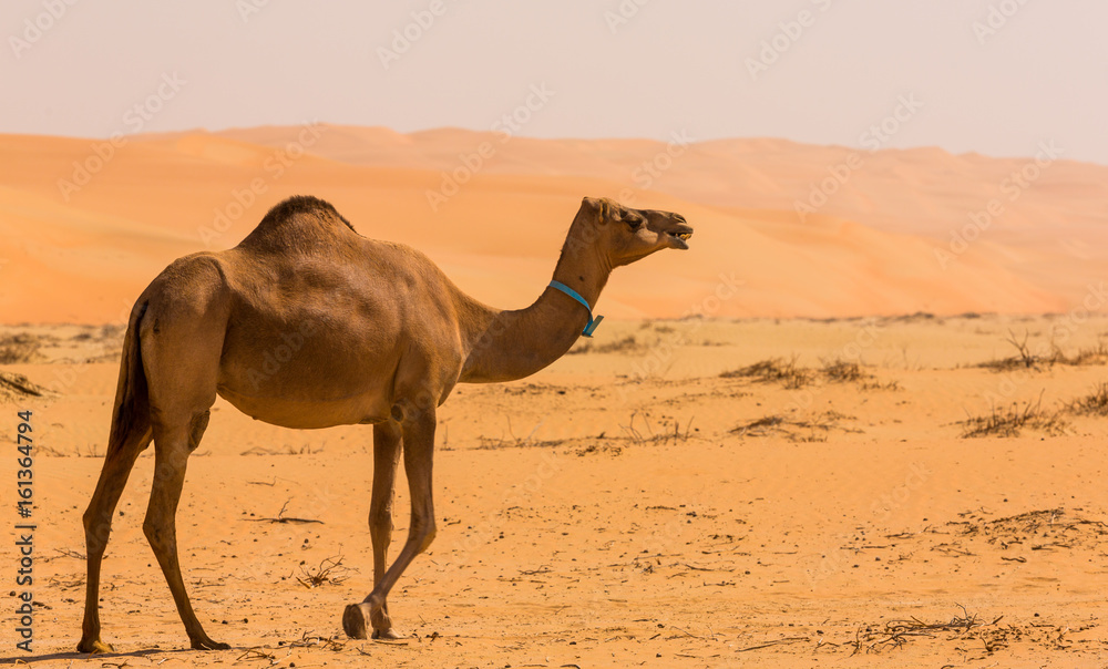 Camels  in the liwa desert