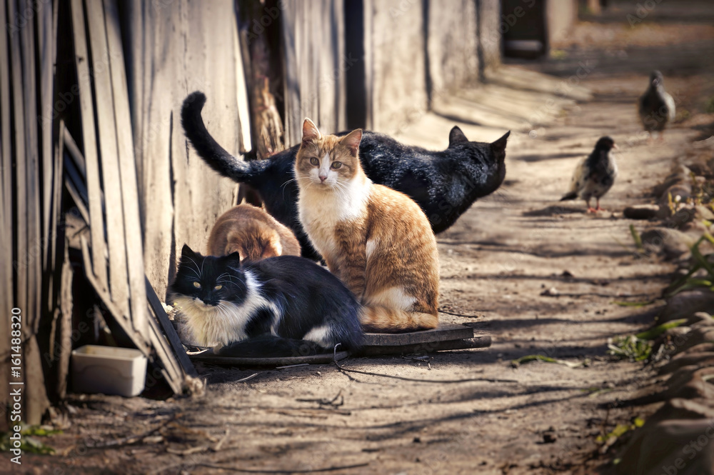 A group of homeless cats on the city street hunts pigeons. A red cat looks smart.