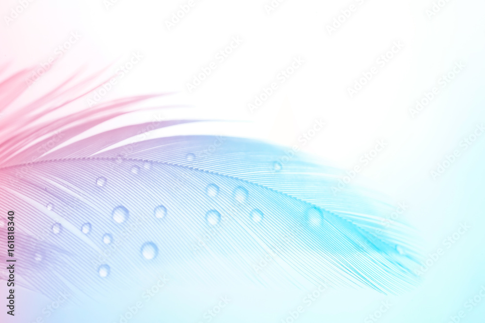 背景柔和，轻盈的羽毛质感，水滴宏观。色调为蓝粉色和紫色