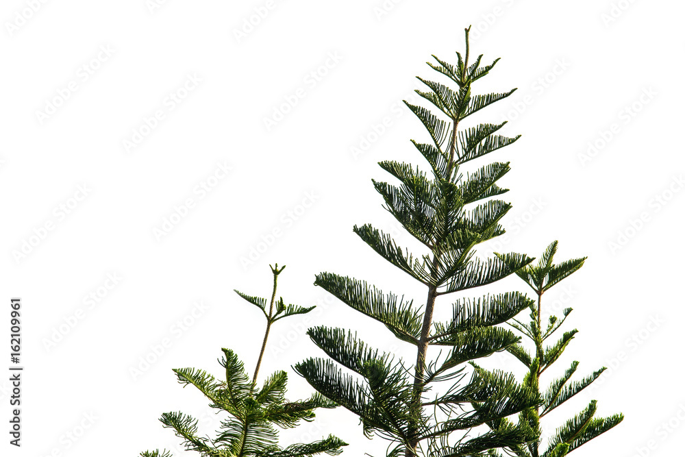 Pine green tree isolated on white background