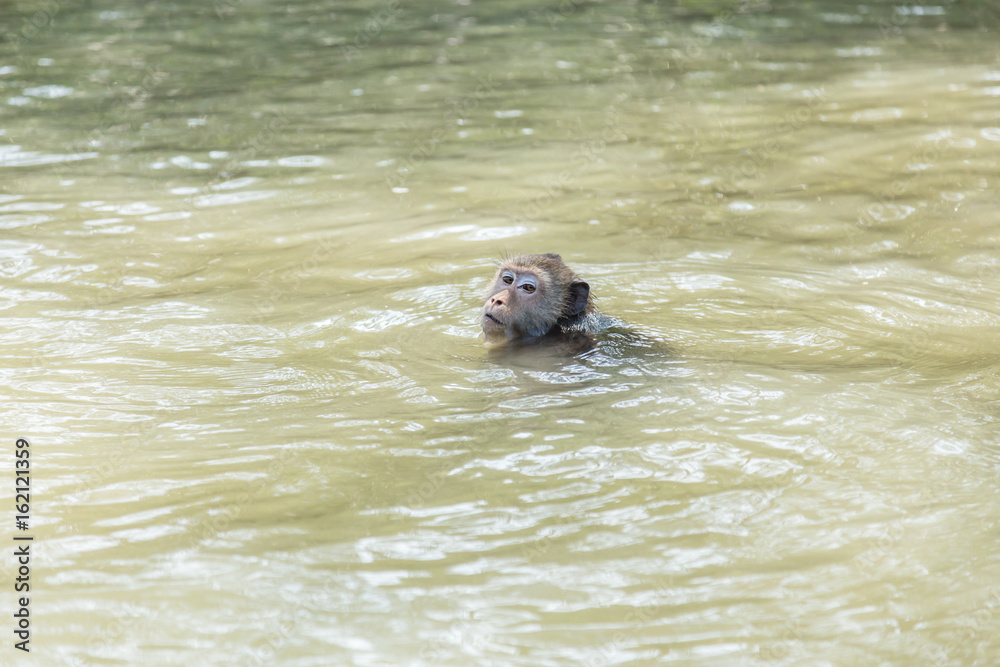 猴子在红树林大火附近的河里快乐地游泳