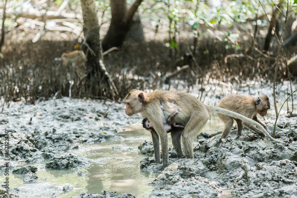 猴子生活在泰国的红树林中