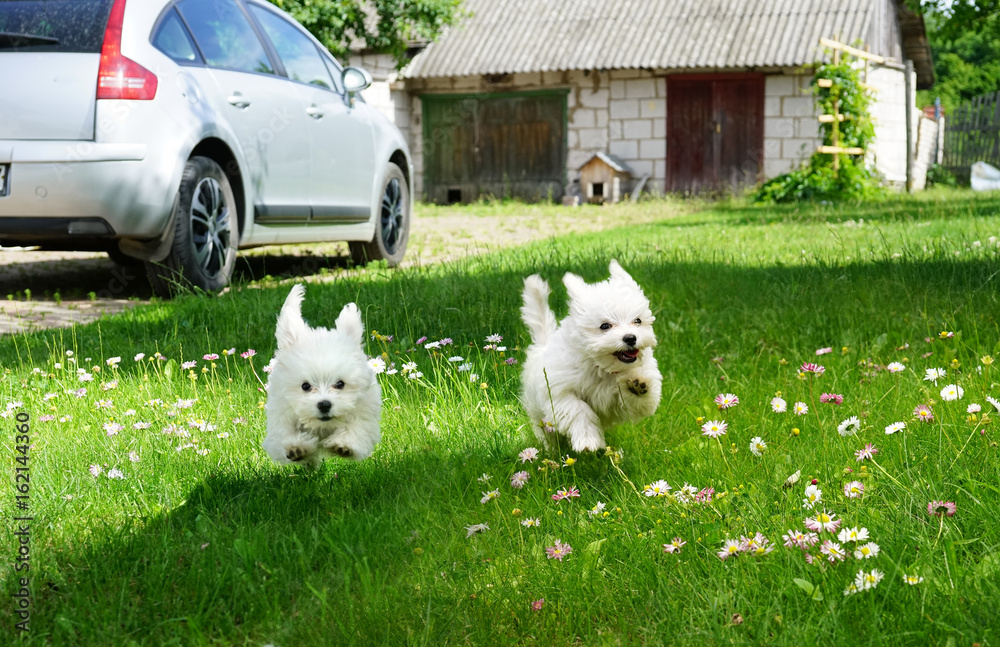 White fluffy cheerful happy pretty puppies of Maltese lapdogs are play running  on a green lawn. Pup