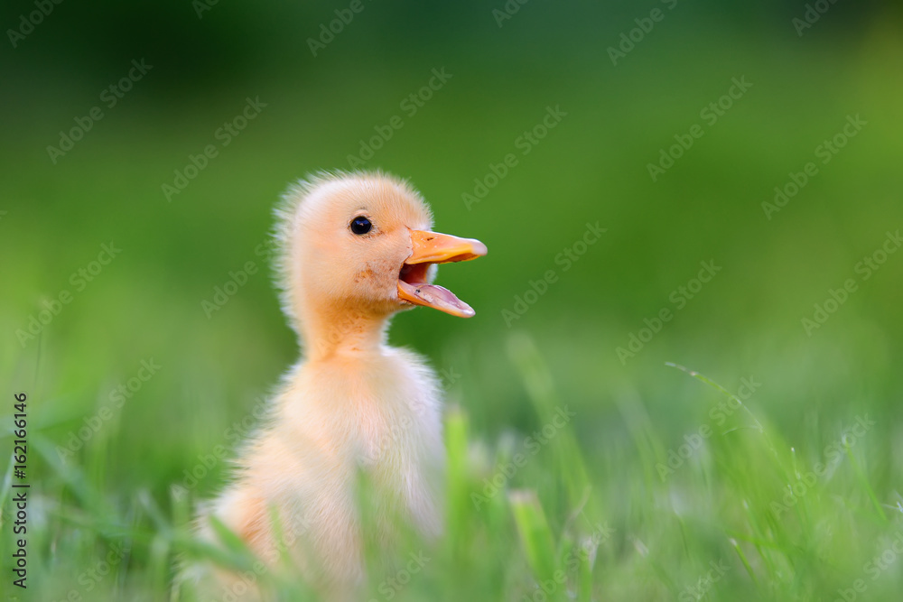绿草上的小鸭子