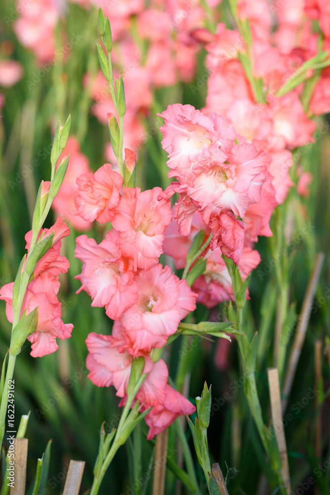 Gladiolus flower in the garden