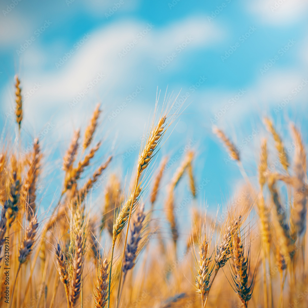 蓝天下的金色麦穗。柔和地聚焦在田野上